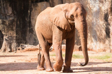 Picture african elephant,walking relax, play soil.