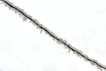 Fototapeta premium Branch Covered With Snow and Hoar Frost