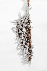 Fototapeta premium Branch Covered With Snow and Hoar Frost