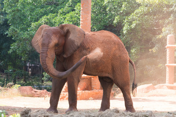 Fototapeta na wymiar Picture african elephant,walking relax, play soil.