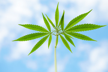 Young leaves of marijuana on sky background