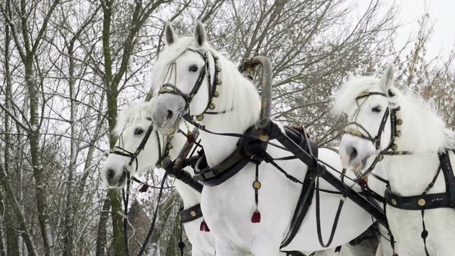 Medium shot of Troika. A Russian carriage drawn by a team of three white horses side by side. Slow motion. HD