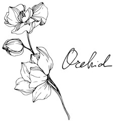 Vector. Orchid flower. Black and white engraved ink art. Isolated orchid illustration element on white background.