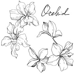 Vector. Orchid flower. Black and white engraved ink art. Isolated orchid illustration element on white background.