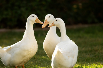 Three pet white ducks talk to each other