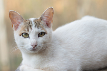 Close up of cute cat