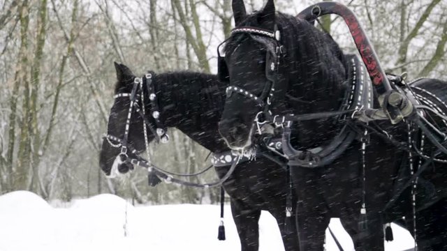 Medium shot of Troika. A Russian carriage drawn by a team of three black horses side by side. Slow motion. HD