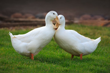 Two White Duck Friends