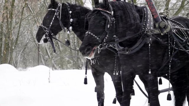 Medium shot of Troika. A Russian carriage drawn by a team of three black horses side by side. Slow motion. HD