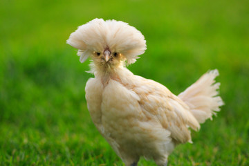 Young Polish Chicken with a green grass background