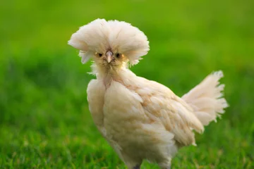 Fotobehang Young Polish Chicken with a green grass background © Maria Jeffs