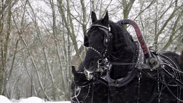 Medium shot of Troika. A Russian carriage drawn by a team of three black horses side by side. Slow motion. HD