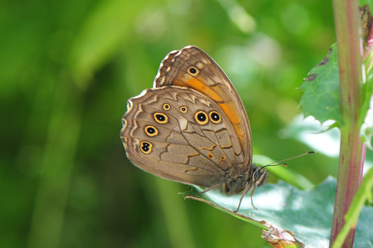 Kirinia Roxelana; Tagfalter; Nymphalidae