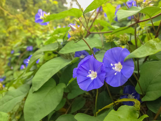 BLUE FLOWER