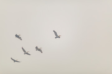 Fototapeta premium a flock of pelicans flying high is the gray sky. a group of birds circling high in the clouds.