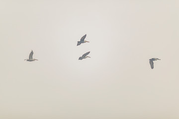 a flock of pelicans flying high is the gray sky. a group of birds circling high in the clouds.