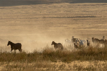 Wild Horses in the Utah Desert