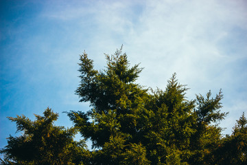 Obraz premium trees and blue sky