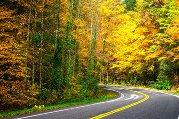 Obraz premium curved road in autumn forest