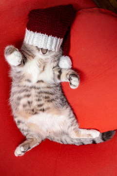 Cute young cat in a New Year's cap covering his eyes ridiculously sleeping belly up on a red chair.