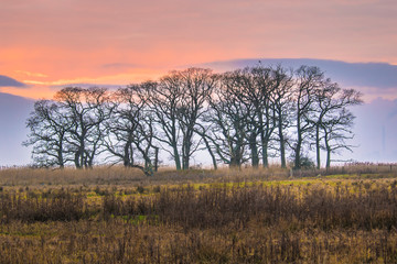 Fototapeta premium Naked winter trees and a blood red evening sky