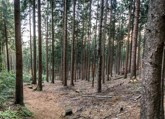 Obraz premium Im Teutoburger Wald