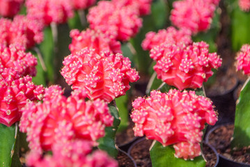 Small pink cactus selective focus in flowerpot houseplant at the farm