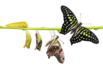 Tailed Jay (Graphium agamemnon) butterfly life cycle