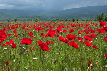 Large field with flowering poppies