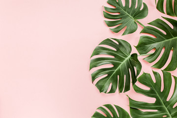 Fototapeta na wymiar Tropical leaves Monstera on pink background. Flat lay, top view