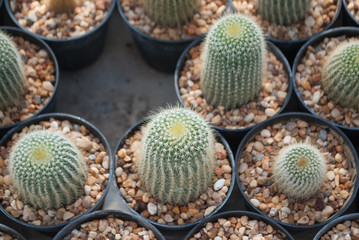 Small green cactus selective focus in flowerpot houseplant at the farm