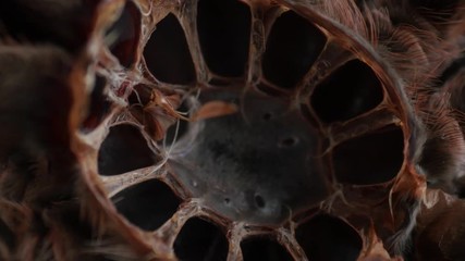 showing inside of large spider molt, Grammostola Rosea, removing carapace, shell,, chitin armor