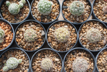 Small green cactus selective focus in flowerpot houseplant at the farm
