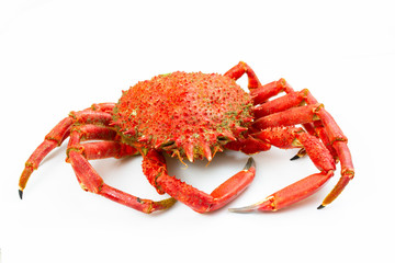 red crayfish on white