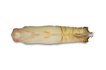 Giant Redeye (Gangara thyrsis) pupa