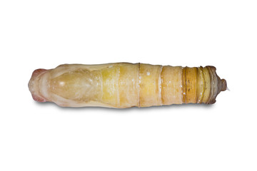 Giant Redeye (Gangara thyrsis) pupa