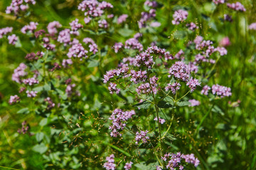 Wild origanum blooming in forest