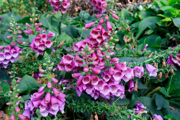 flower of the herb Rehmannia