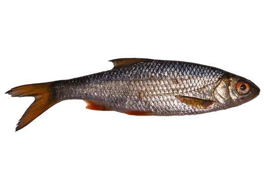 Roach is a freshwater fish