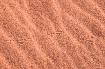 Foot bird  imprint in the red sand