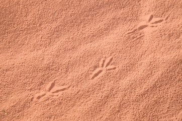 Foot bird  imprint in the red sand