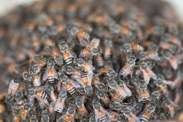 Bee building nest and honeycomb on rusty steel grille