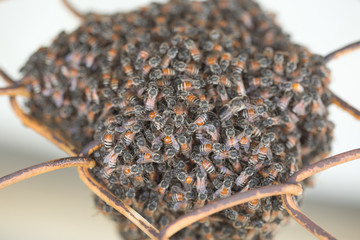 Bee building nest and honeycomb on rusty steel grille