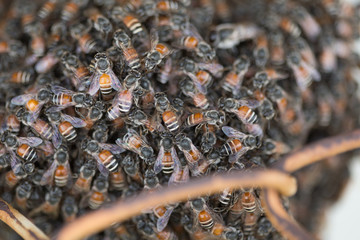 Bee building nest and honeycomb on rusty steel grille