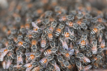 Bee building nest and honeycomb on rusty steel grille