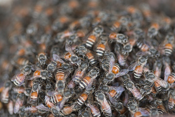 Bee building nest and honeycomb on rusty steel grille