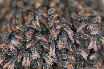 Bee building nest and honeycomb on rusty steel grille