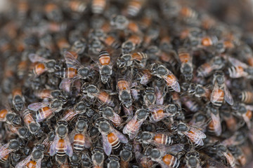 Bee building nest and honeycomb on rusty steel grille