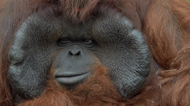 Orangutan