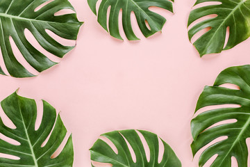 Frame of tropical leaves Monstera on pink background a space for text. Top view, flat lay © K.Decor